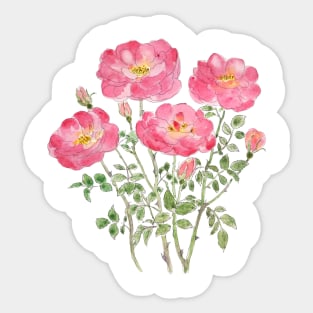 pink rose watercolor Sticker